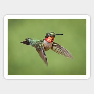 Ruby Throated Hummingbird Male Sticker